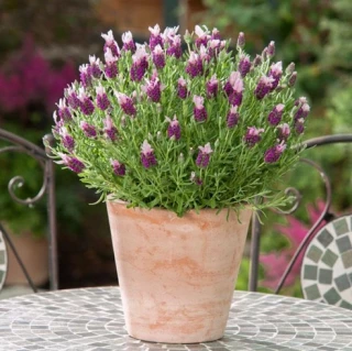 (п.ф.) Лаванда Бандера Пинк,