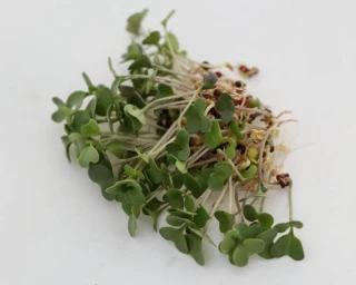 Микрозелень Капуста кольраби Венская белая, 20гр