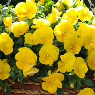 (п.ф.) Виола Кул Вейв Голден Еллоу F1, 1000 шт (№4-77)