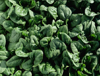 Шпинат Траверс F1, 100 000 шт