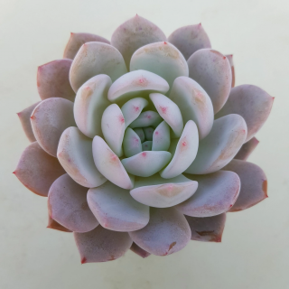 (п.ф.) Эхеверия Урбан Оранж ,