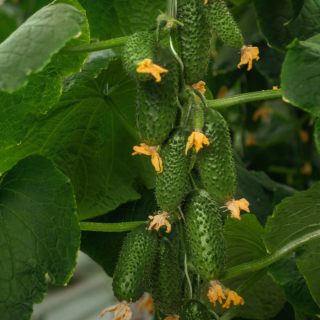 Огурец Смарт F1,