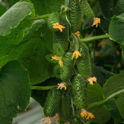 Огурец Смарт F1,