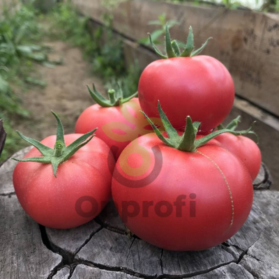 Томат Амфион F1,