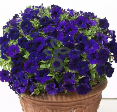 (п.ф.) Петуния Бэби Джоконда Блю F1,