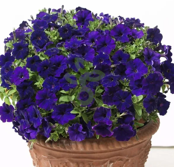 (п.ф.) Петуния Бэби Джоконда Блю F1,