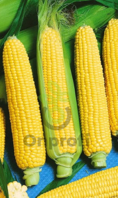 Кукуруза сахарная Лакомка Белогорья, 5гр (фасовка)