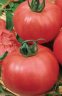 Томат Большой сахар, 0,5гр (фасовка)
