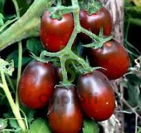 Томат Черный Мавр, 0,5гр (фасовка)