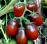 Томат Черный Мавр, 0,5гр (фасовка)