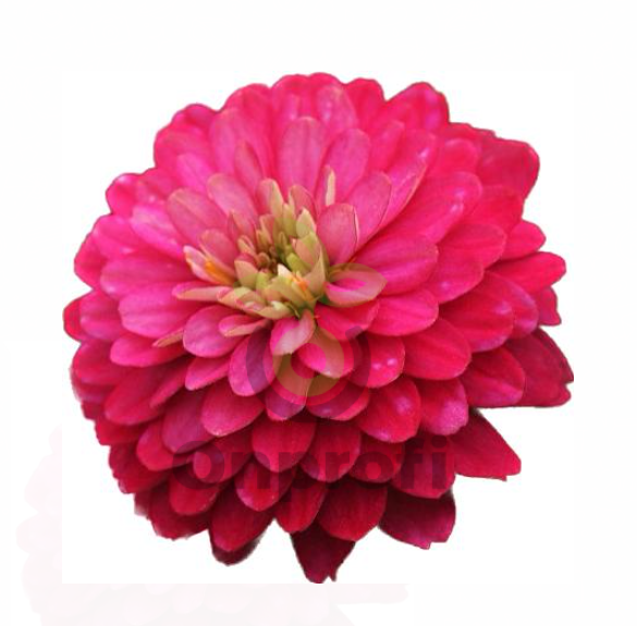 (п.ф.) Циния Дабл Захара Строберри F1, 20 шт