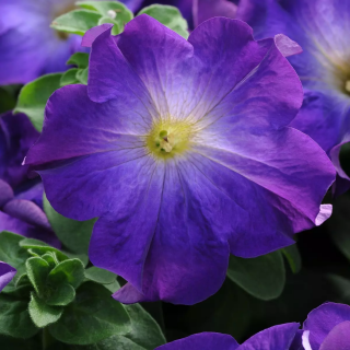 (п.ф.) Петуния Софистика Блю Морн,