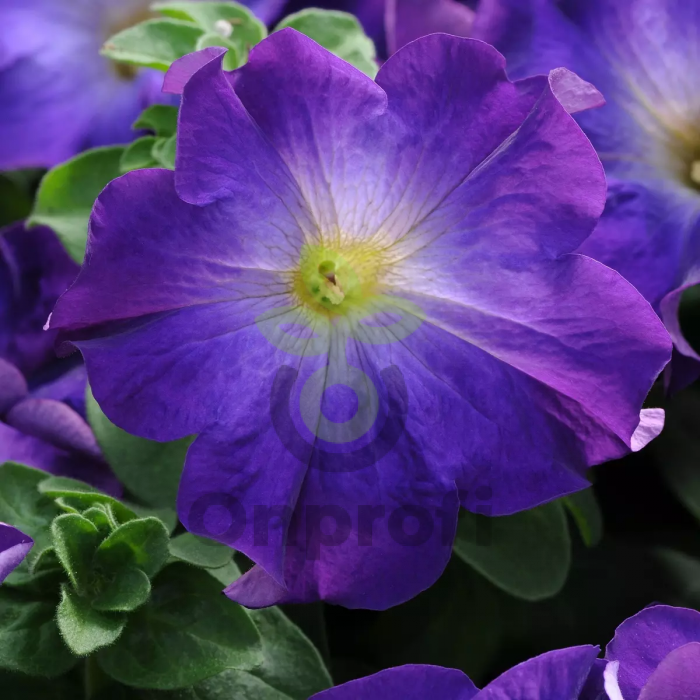 (п.ф.) Петуния Софистика Блю Морн, 100 драже (№9-4-89)