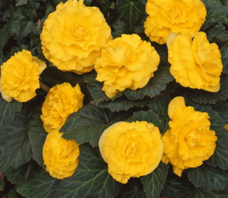 (п.ф.) Бегония АмериГибрид Роузформ Еллоу, 100 шт (№6-95)