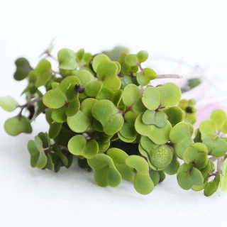 Микрозелень Капуста краснокачанная Гако, 20гр