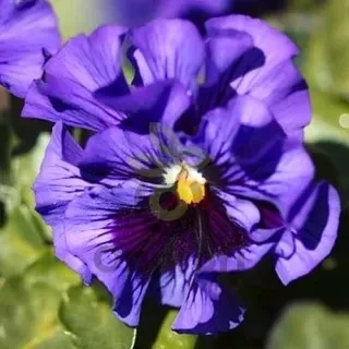 (п.ф.) Виола Виттрока Фризл Сизл Блю F1,