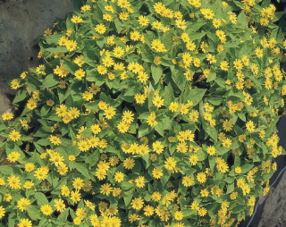 (п.ф.) Меламподиум Шоу Стар,