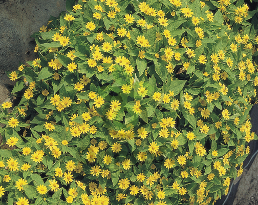 (п.ф.) Меламподиум Шоу Стар,