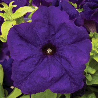 (п.ф.) Петуния Тритуния Блю, 1000 драже (№9-4-200)