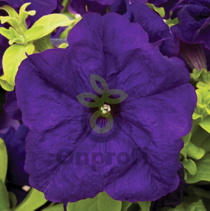 (п.ф.) Петуния Тритуния Блю, 1000 драже (№9-4-200)