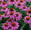 (п.ф.) Эхинацея Прери Сплендор Дип Роуз,