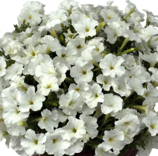 (п.ф.) Петуния Бэби Джоконда Вайт F1,