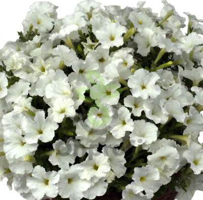 (п.ф.) Петуния Бэби Джоконда Вайт F1,