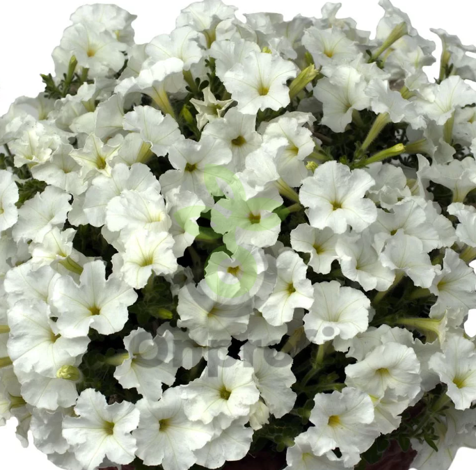 (п.ф.) Петуния Бэби Джоконда Вайт F1,