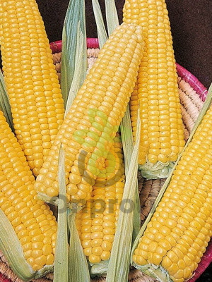 Кукуруза сахарная Ранняя лакомка, 5гр (фасовка)