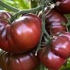 Томат Черный принц, 0,5гр (фасовка)