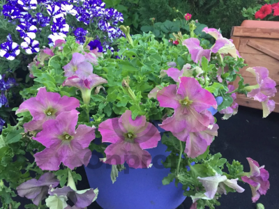 (п.ф.) Петуния Софистика Твилайт F1,