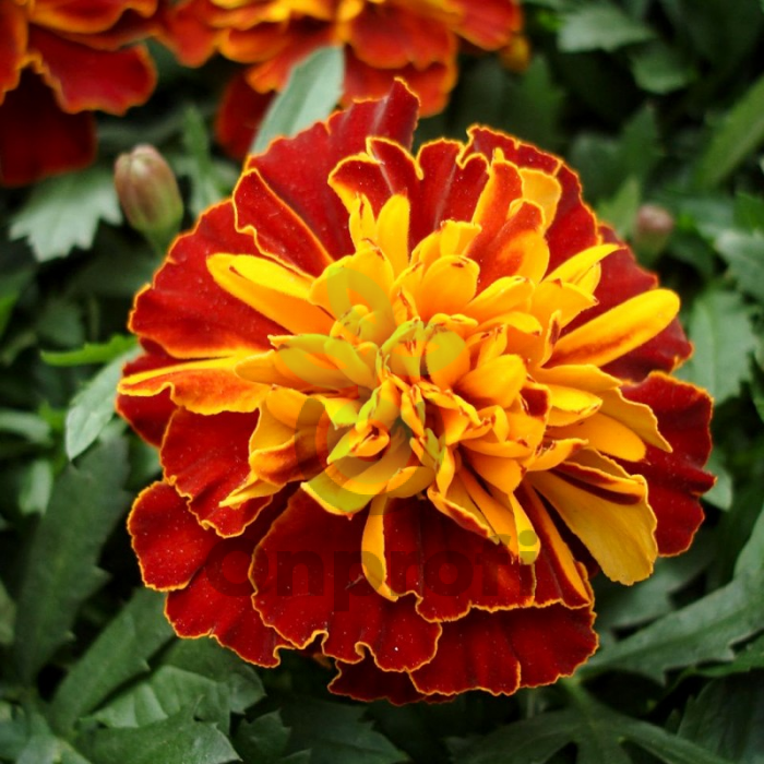 (п.ф.) Бархатцы Бонанза Хармони,