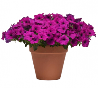 (п.ф.) Петуния Изи Вейв Виолет F1,