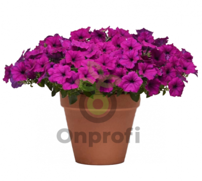 (п.ф.) Петуния Изи Вейв Виолет F1,