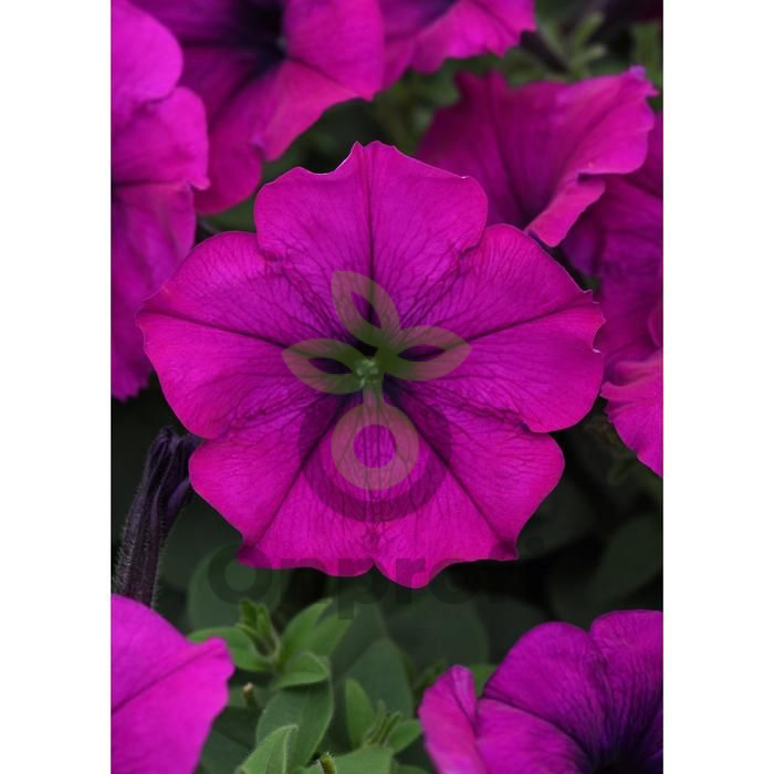 (п.ф.) Петуния Изи Вейв Виолет F1,