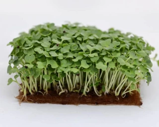 Микрозелень капуста Пак-Чой Нихао, 20гр