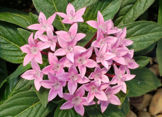 (п.ф.) Пентас Лаки Стар Лавандер, 100 драже (№6-208)