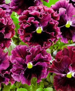 (п.ф.) Виола Виттрока Фризл Сизл Бургунди F1,