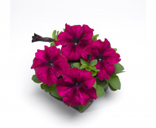 (п.ф.) Петуния Тритуния Бургунди,