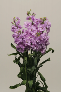 (п.ф.) Маттиола Синдерелла Лавендер,