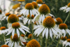 (п.ф.) Эхинацея Примадонна Вайт,
