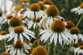 (п.ф.) Эхинацея Примадонна Вайт,