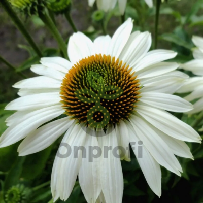 (п.ф.) Эхинацея Примадонна Вайт,