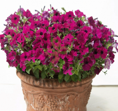 (п.ф.) Петуния Бэби Джоконда Парпл F1,