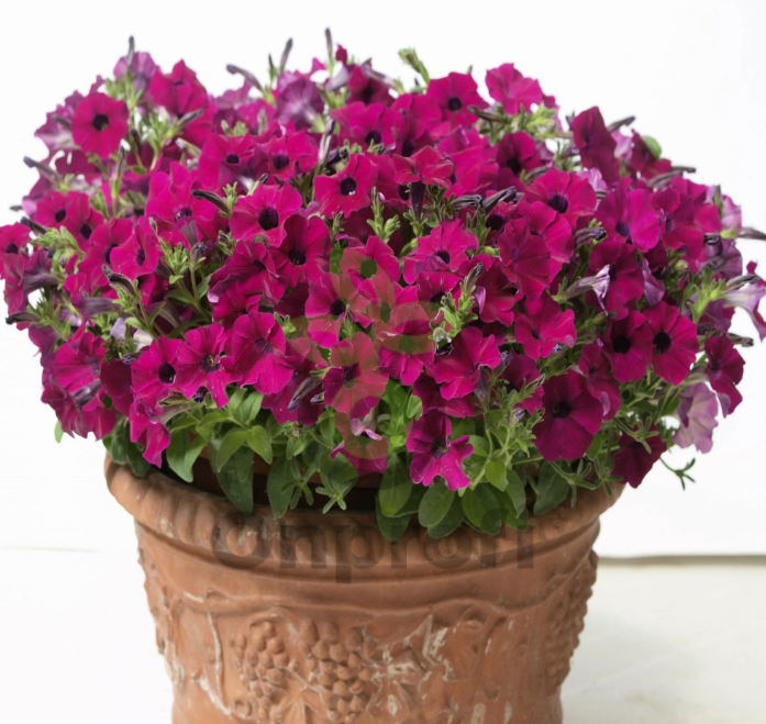 (п.ф.) Петуния Бэби Джоконда Парпл F1,