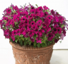 (п.ф.) Петуния Бэби Джоконда Парпл F1,