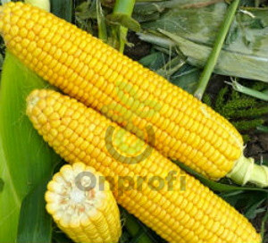 Кукуруза сахарная Фернандо, 5гр (фасовка)