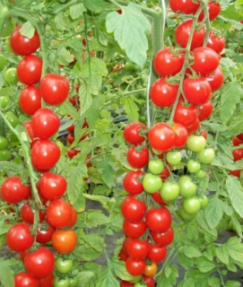 Томат Вишня красная, 0,5гр (фасовка)