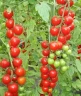 Томат Вишня красная, 0,5гр (фасовка)