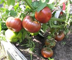 Томат Черный Русский, 0,5гр (фасовка)